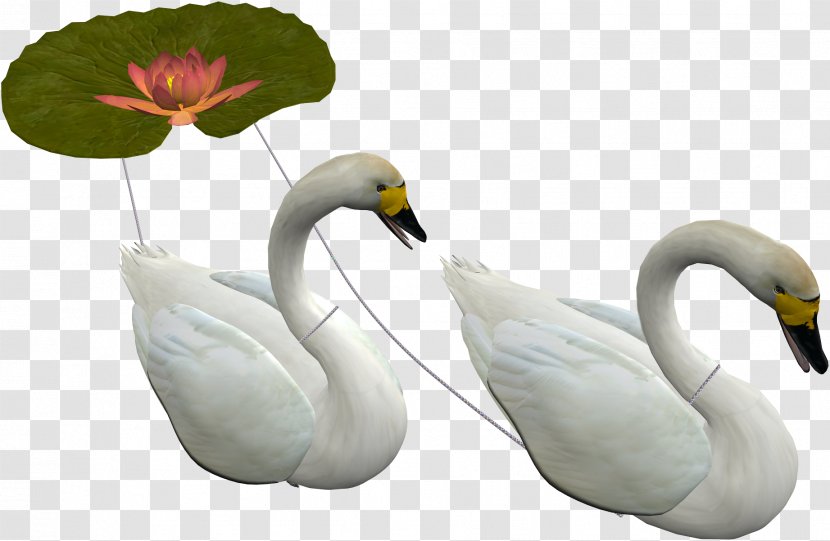Cygnini Bird Mythical Beings Clip Art - Water - Swan Transparent PNG