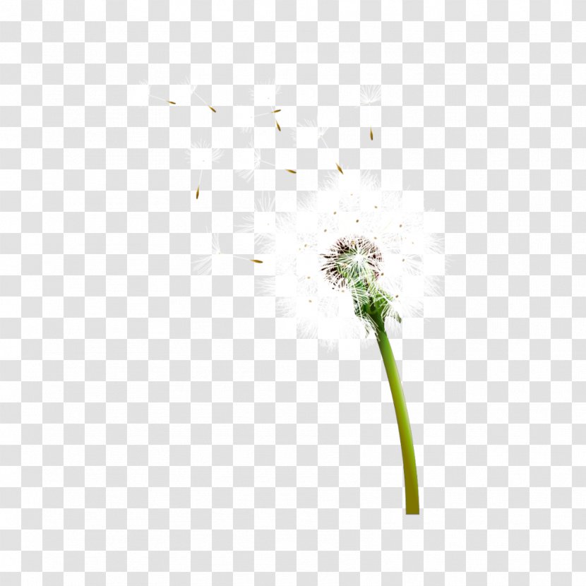 Floating Petals - Common Dandelion - Grass Family Transparent PNG