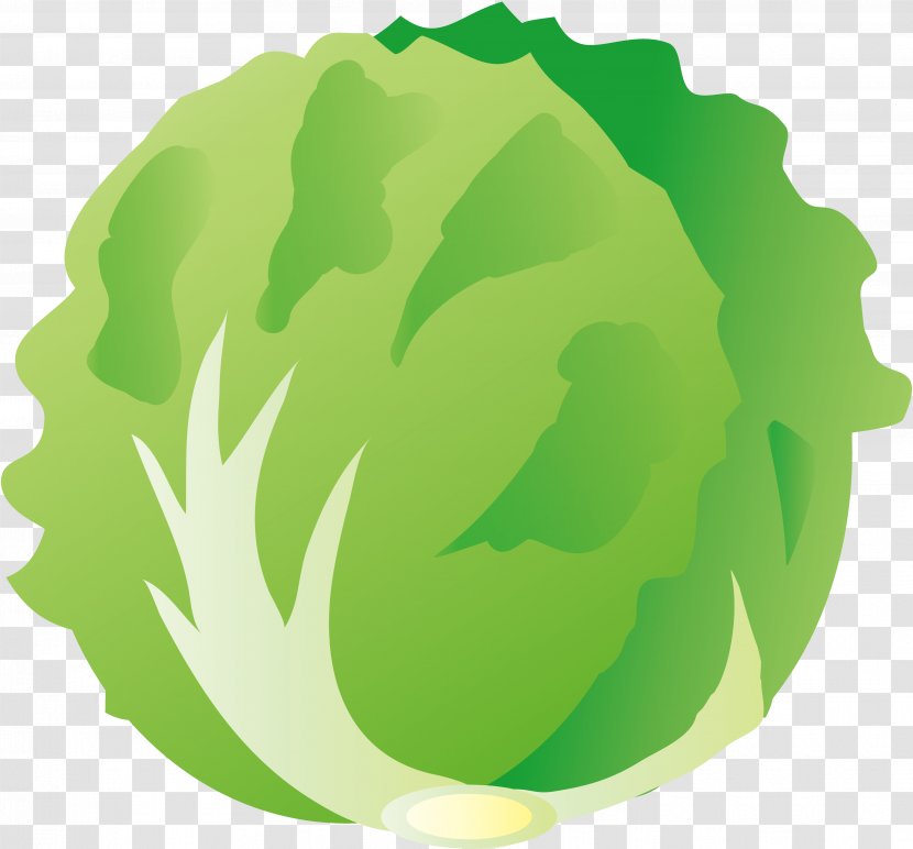 Vegetable Greens Illustration Lettuce Image - Salad - Leaf Transparent PNG