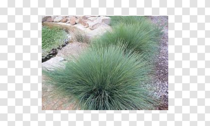 Lomandra Native Plant Helictotrichon Sempervirens Garden - Evergreen Transparent PNG