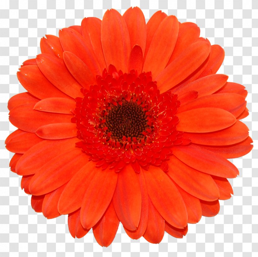 Transvaal Daisy Mexiflower Sports Cut Flowers - Chrysanthemum - Perennial Plant Transparent PNG