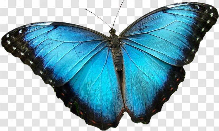 Monarch Butterfly Gossamer-winged Butterflies Moth Blue Morpho - Organism Transparent PNG