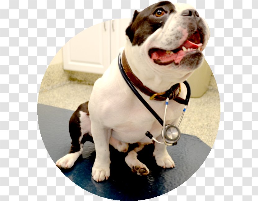 American Bulldog Dog Breed Dachshund Cat - Snout - Veterinary Doctor Transparent PNG