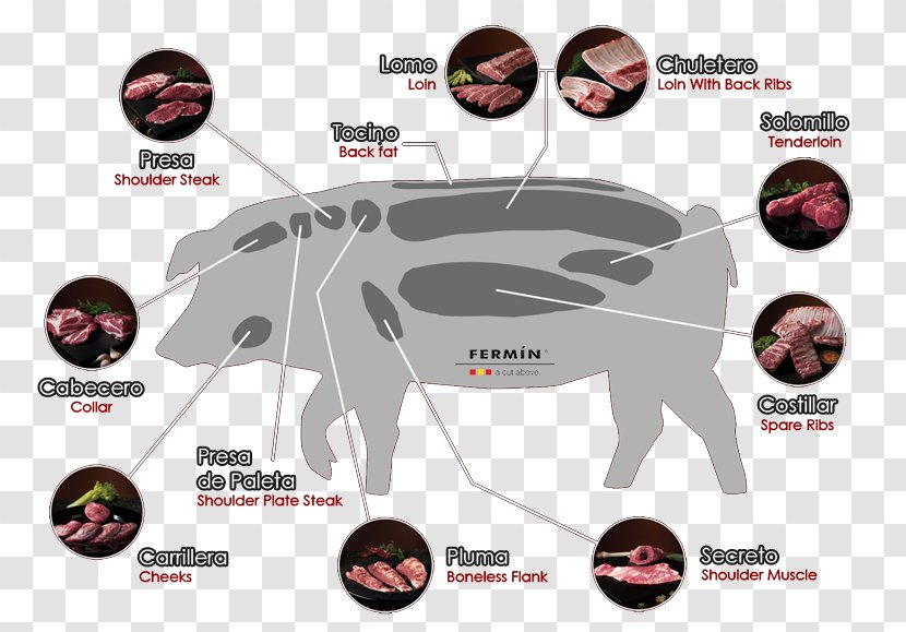 Black Iberian Pig Peninsula Spare Ribs Embutido Pork - Meat - Acorn Transparent PNG