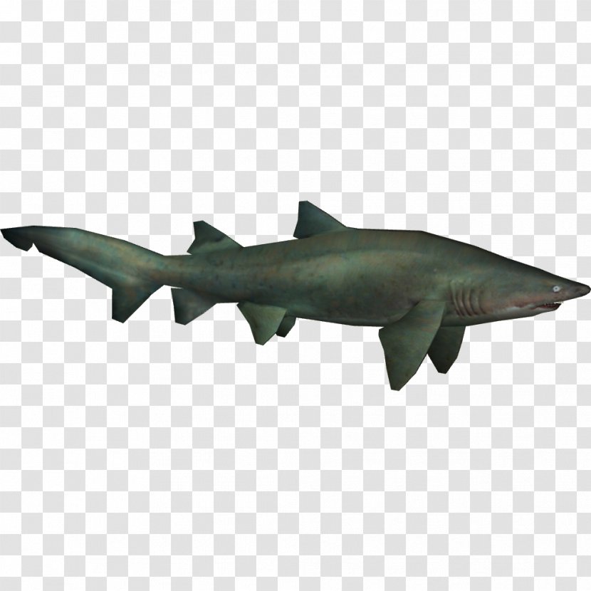Sand Tiger Shark Chondrichthyes - Sharks Transparent PNG