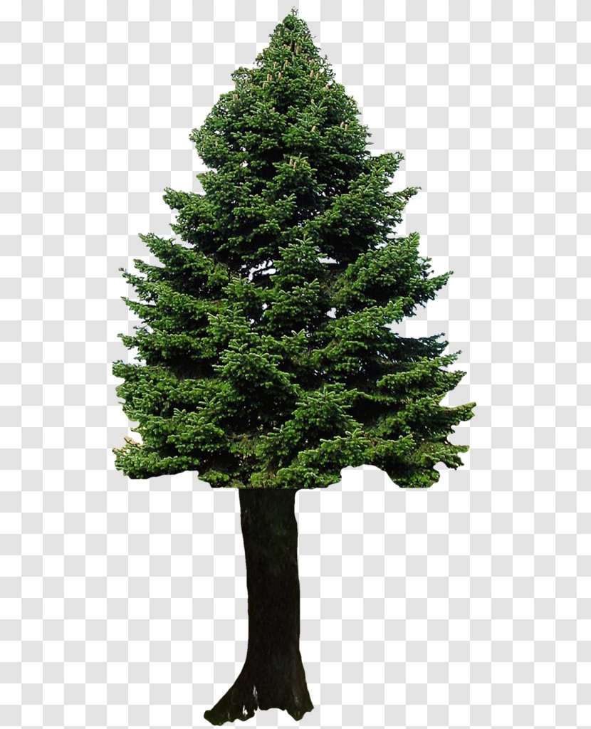 Christmas Black And White - Shortleaf Spruce - Bigtree Eastern Hemlock Transparent PNG