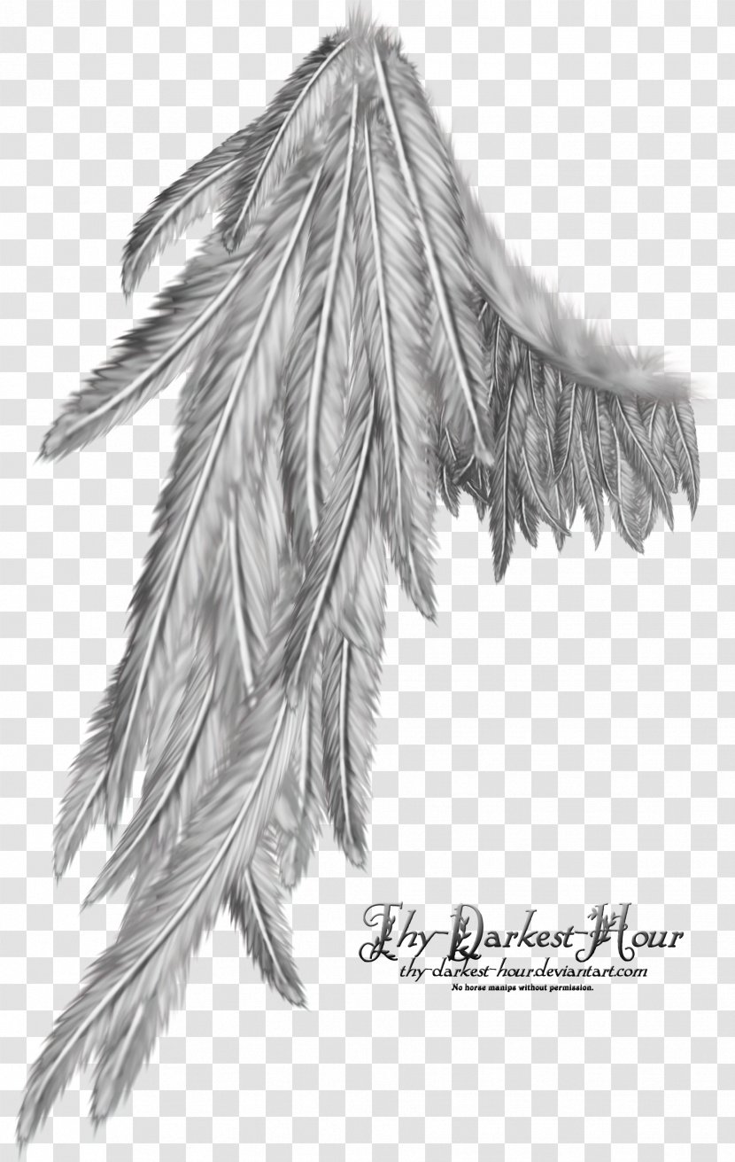 Computer Software Photography - Feather - Angel Wings Transparent PNG