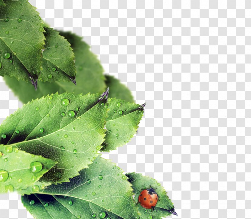 Leaf Drop Green Dew - Ladybird - Leaves Transparent PNG