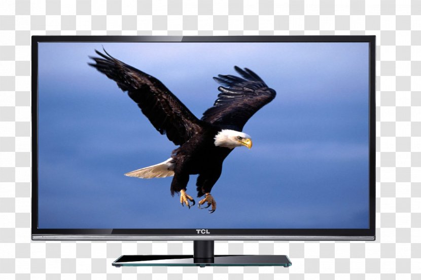 Bald Eagle Desktop Computer Wallpaper - Mobile Phone - LCD TV Wall Supports Fourth-generation Magic Sound System Transparent PNG