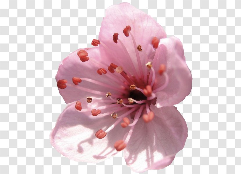 Cherry Blossom Flower Spring - Creative Valentine's Day Transparent PNG