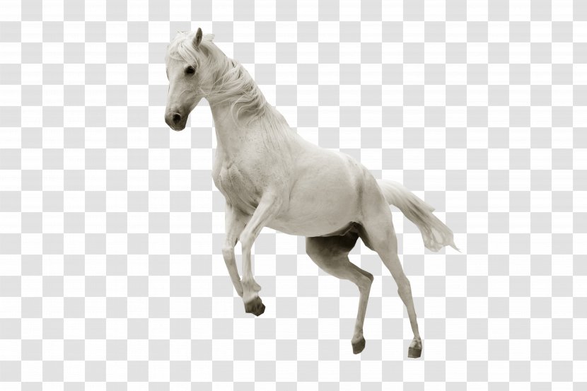 Horse Stallion Desktop Wallpaper Show Jumping - Like Mammal Transparent PNG