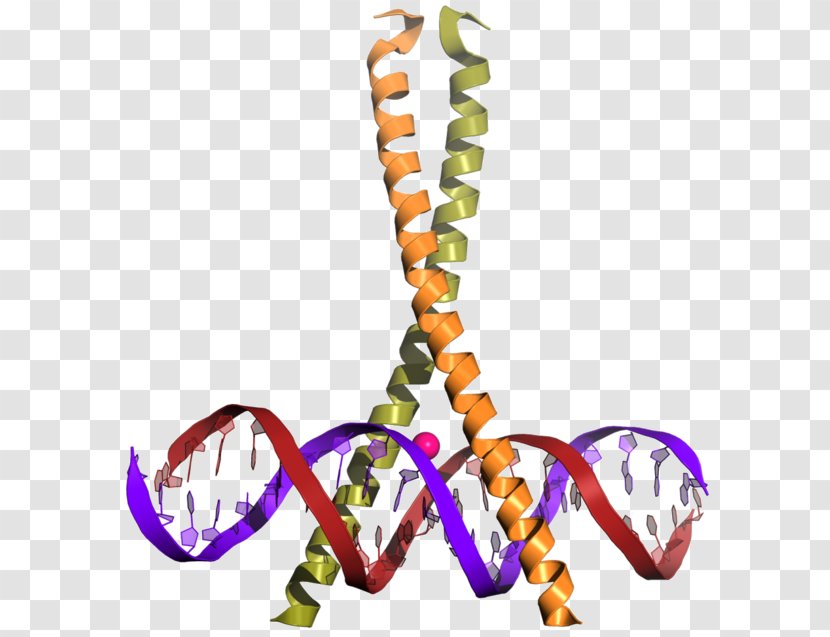 CREB-binding Protein Transcription Factor Leucine Zipper CREB1 - Bzip Domain Transparent PNG