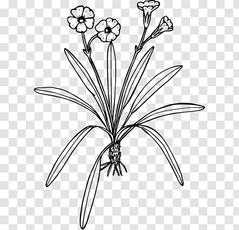 Line Art Drawing Black And White Flower Clip - Artwork - Primrose Transparent PNG