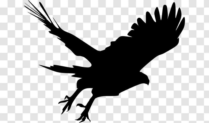 Bald Eagle Silhouette Hawk Clip Art - Wildlife Transparent PNG