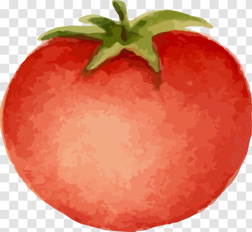 Tomato Cartoon Download Animation - Red - Hand Painted Transparent PNG