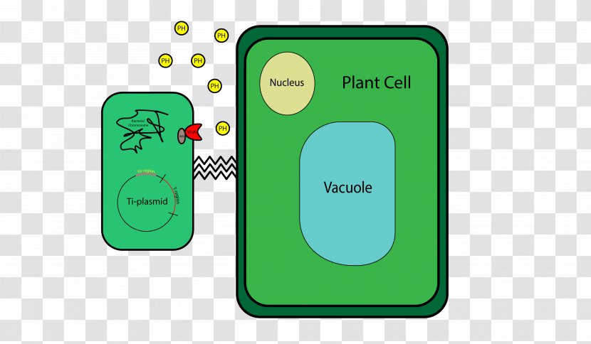 Agrobacterium Tumefaciens Plant Cell Ti Plasmid - Cartoon Transparent PNG