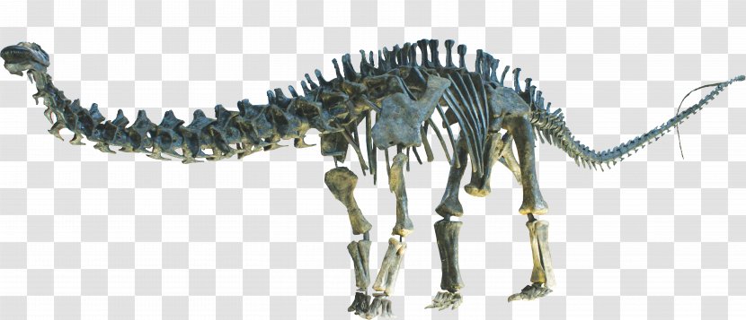 Apatosaurus Brontosaurus Human Skeleton Diplodocid Sauropoda - Triebold Paleontology Incorporated - Clean Transparent PNG