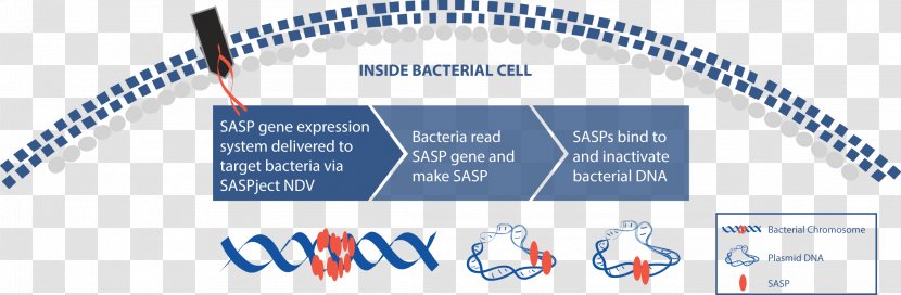 Technology Brand Line Font - Organization - Bacteria Cell Transparent PNG