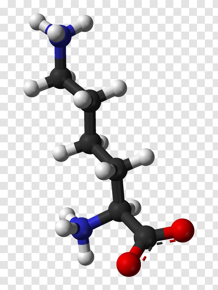 Lysine Essential Amino Acid Genetic Code Protein - Histidine - Body Jewelry Transparent PNG