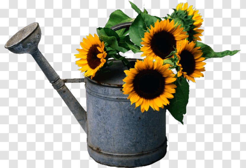 Common Sunflower Sticker Paper Shower - Watering Cans - Flower Transparent PNG