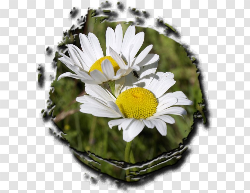 Oxeye Daisy Common Plant Flower Science - Petal - Meadow Flowers Transparent PNG