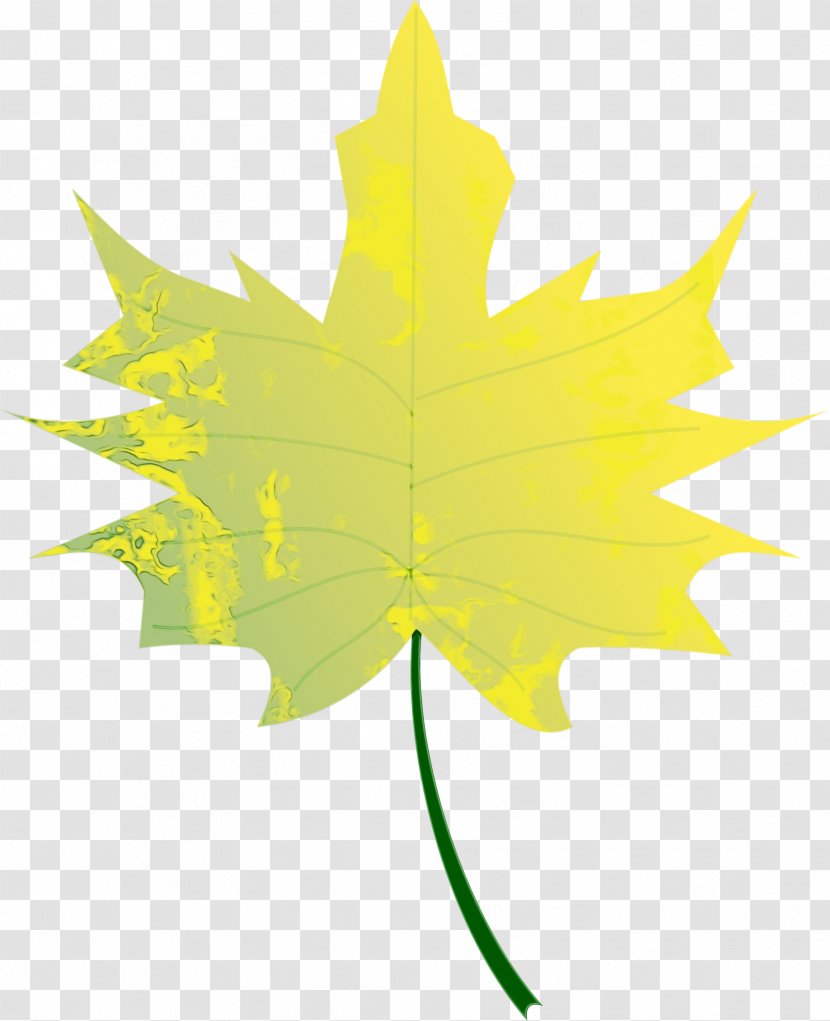 Maple Leaf - Woody Plant - Sweet Gum Black Transparent PNG