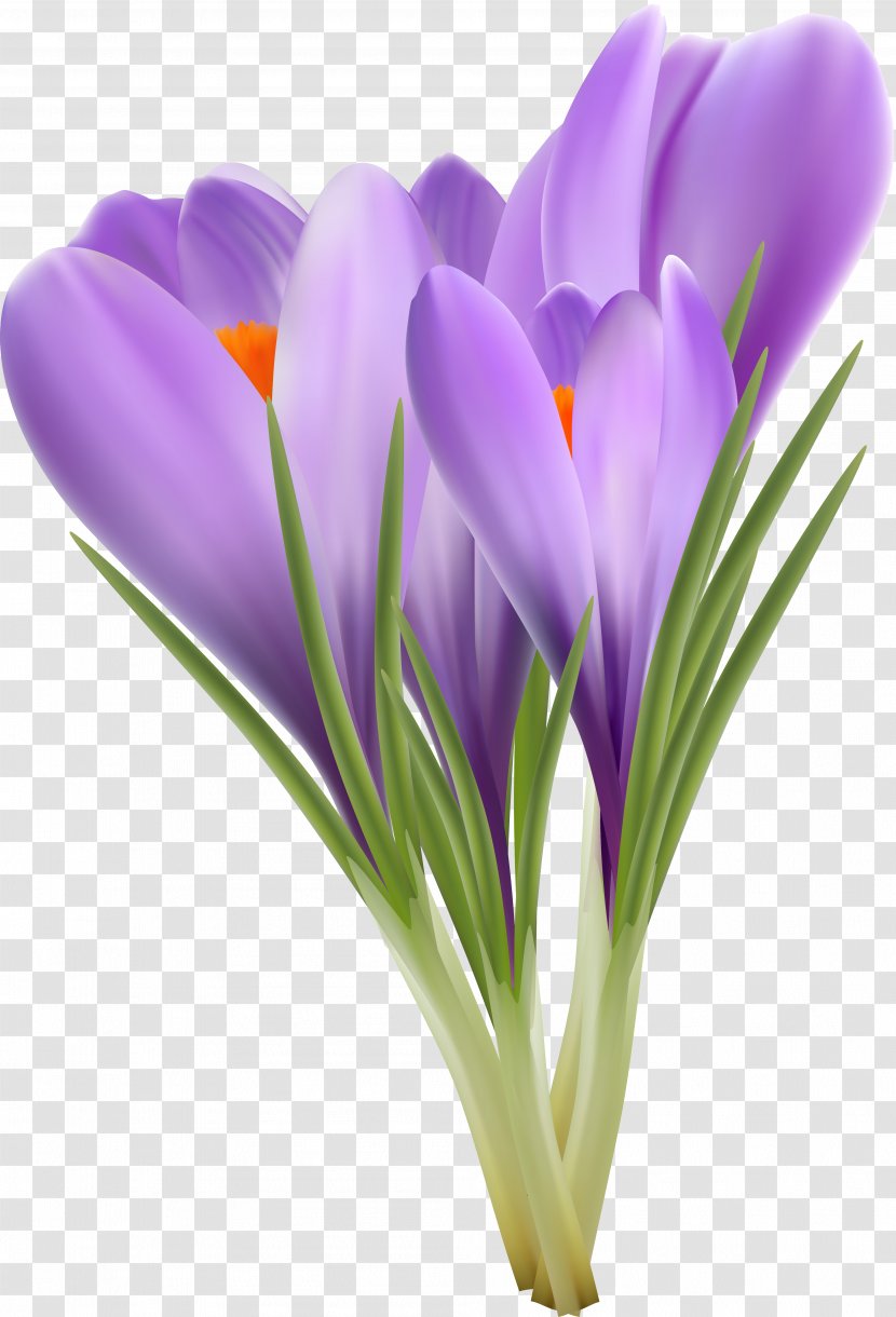 Flowering Plant Crocus Violet Lilac - Lavender Transparent PNG