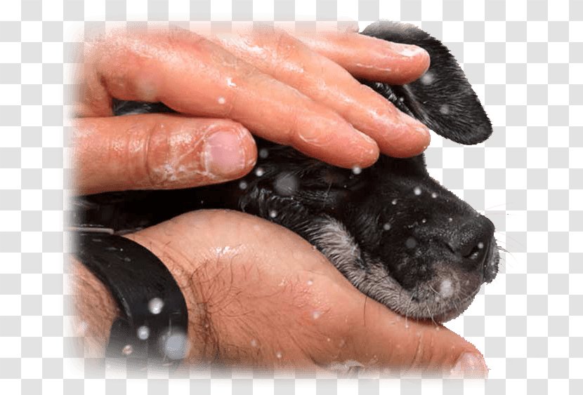 Puppy Dog Nail Paw Snout - Carnivoran Transparent PNG