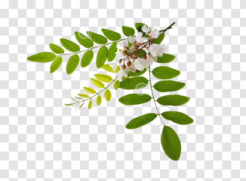 Persian Silk Tree Flower Stock Photography Black Locust Leaf - Plants Transparent PNG