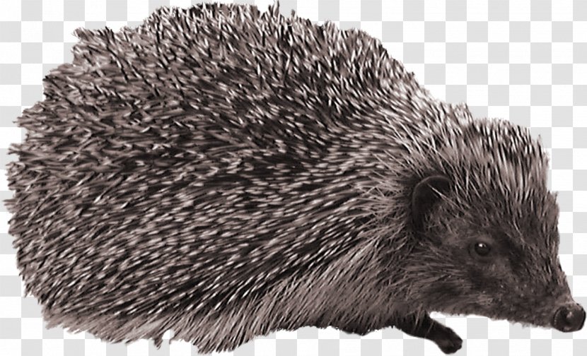 European Hedgehog Clip Art - Erinaceidae Transparent PNG