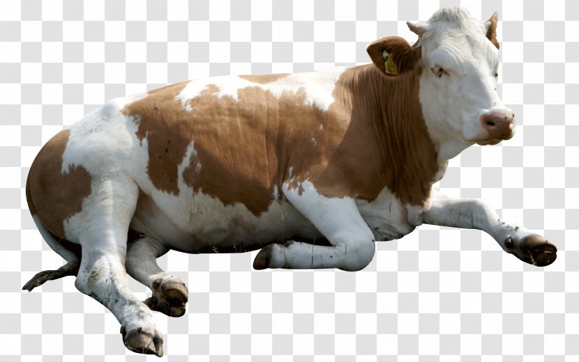 Dairy Cattle Sticker Mycotoxin - Eid Ul Adha Animals Cow Transparent PNG