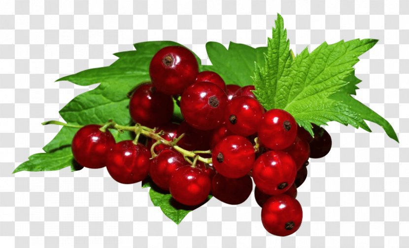 Gooseberry Zante Currant Redcurrant Blackcurrant Juice - Berries Transparent PNG