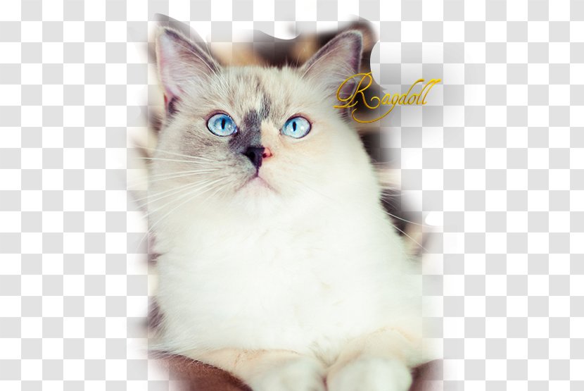 Ragdoll Asian Semi-longhair Birman Ragamuffin Cat Kitten - Fur Transparent PNG