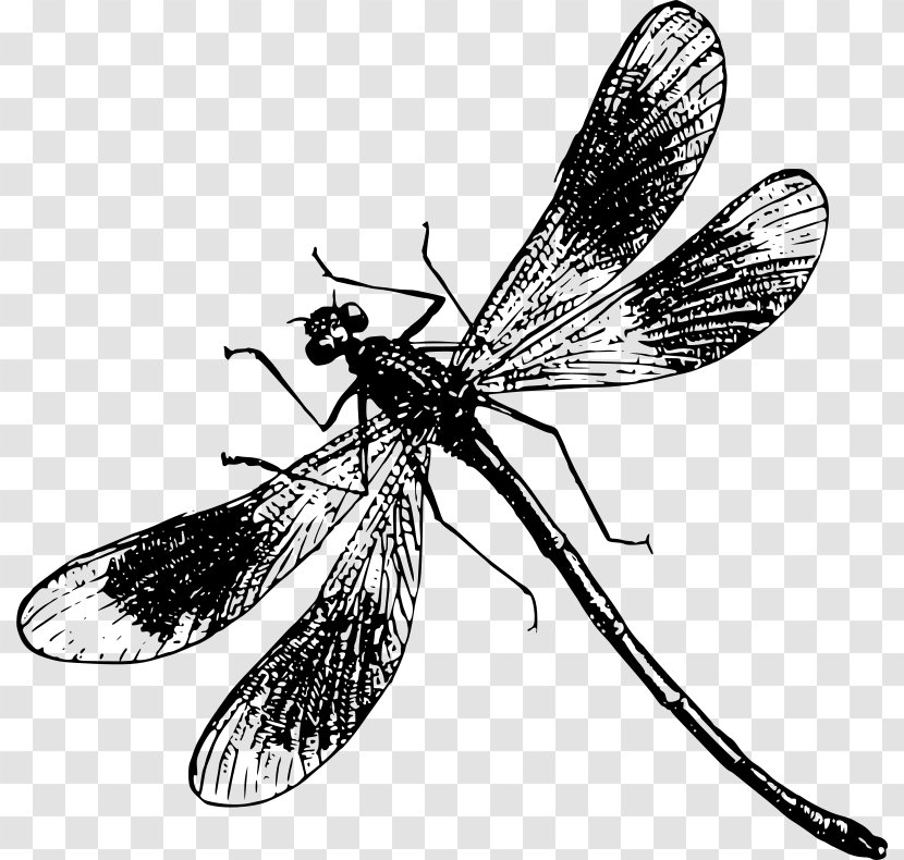 Dragonfly Insect Clip Art - Membrane Winged Transparent PNG
