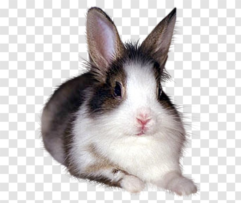 European Rabbit Domestic Hare Rabbits / Conejos - Whiskers - Bunny Transparent PNG