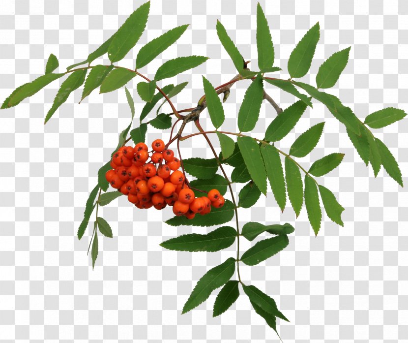 Mountain-ash Tree Clip Art - Digital Image - Berries Transparent PNG