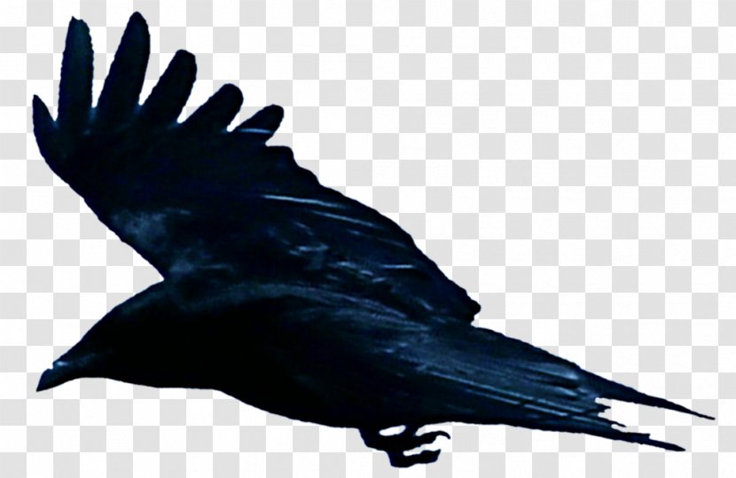 American Crow Rook New Caledonian Common Raven Bird Transparent PNG