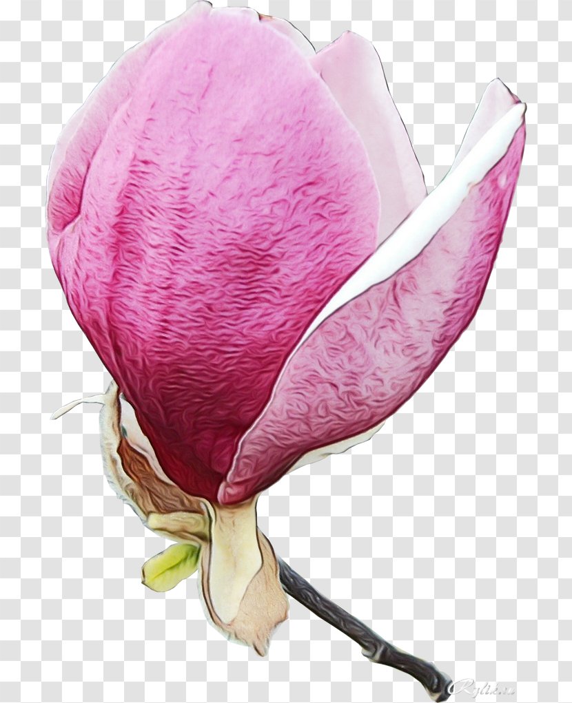 Flower Pink Petal Plant Flowering - Magnolia Family Bud Transparent PNG