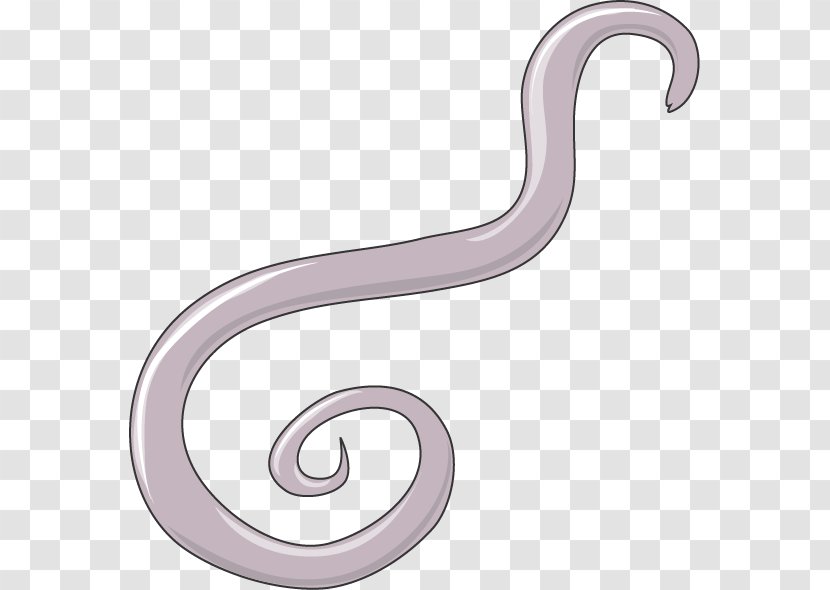 Giant Roundworm Ascaris Suum Ascariasis - Specialty - Silver Transparent PNG