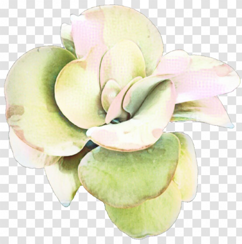 Flower Magnolia Lily Rose Eid Al-Fitr - Cut Flowers Transparent PNG