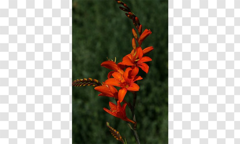 Montbretia Gladiolus Canna Plant Stem Coppertips Transparent PNG