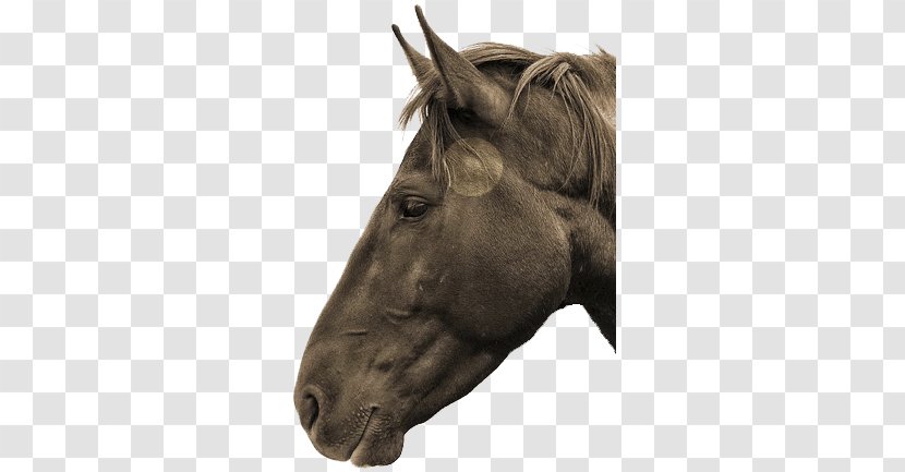 Horse Temporomandibular Joint Equine Dentistry Mane Stallion Transparent PNG