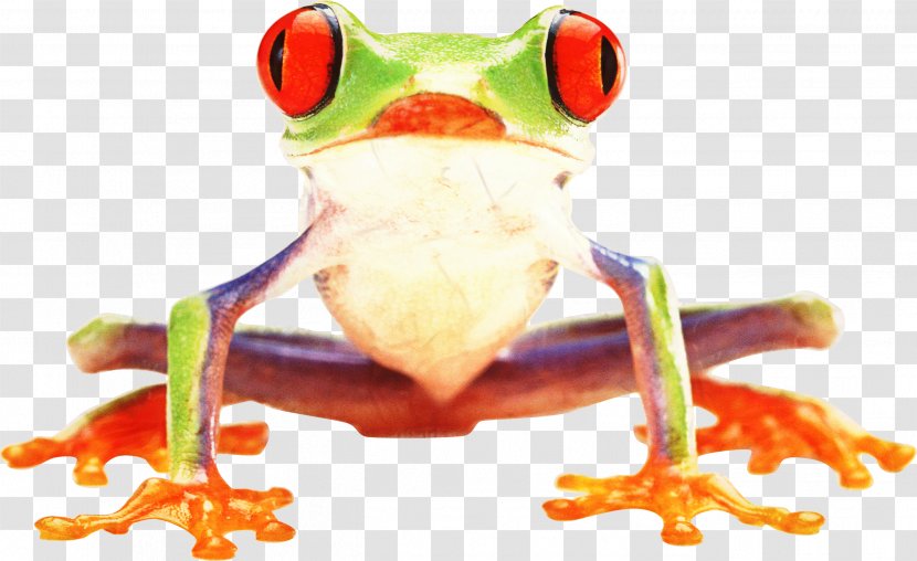 Tree Frog True Toad Product Transparent PNG