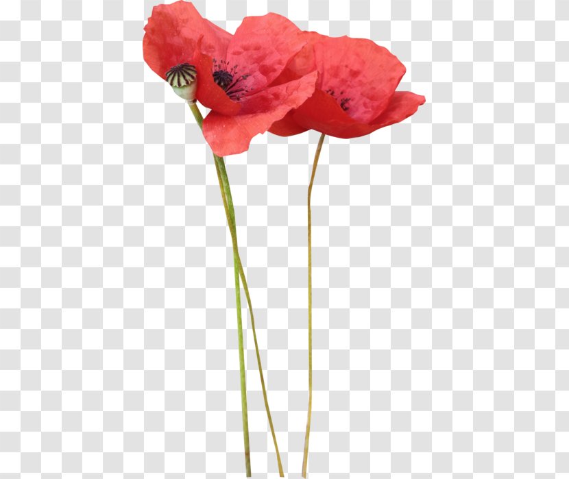 Poppy Flower Clip Art - Seed Plant Transparent PNG