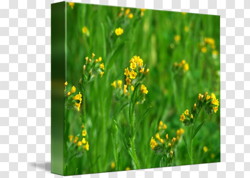 Herb Wildflower - Mustard - Plant Transparent PNG