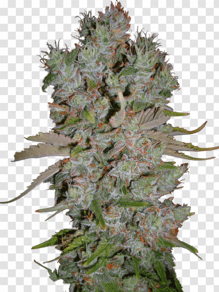 Marijuana Autoflowering Cannabis Blueberry Ruderalis - Skunk Transparent PNG