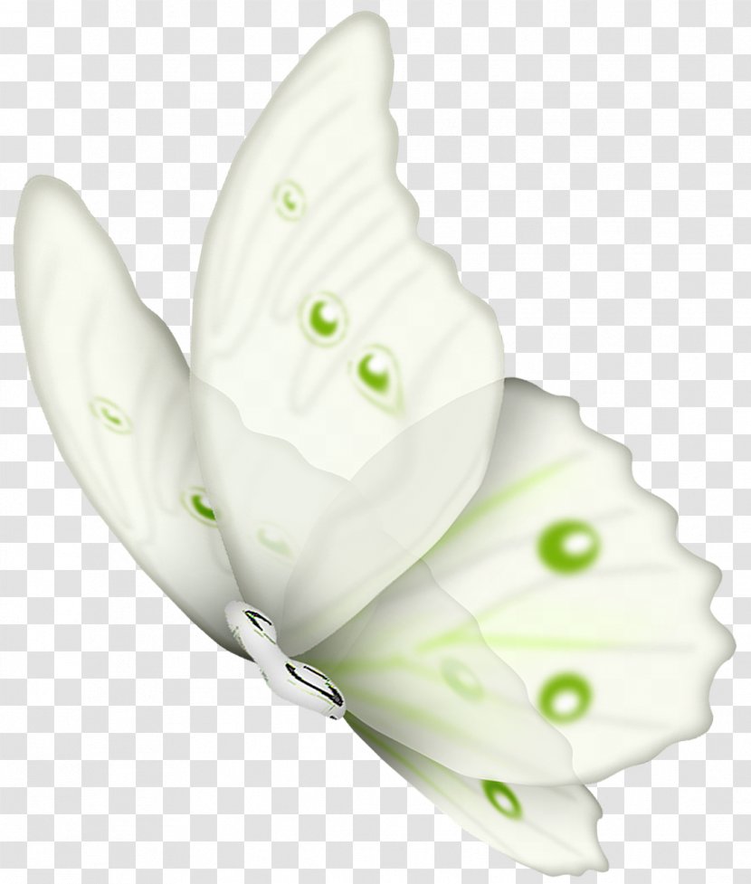 Butterfly Butterflies & Insects Clip Art Transparent PNG