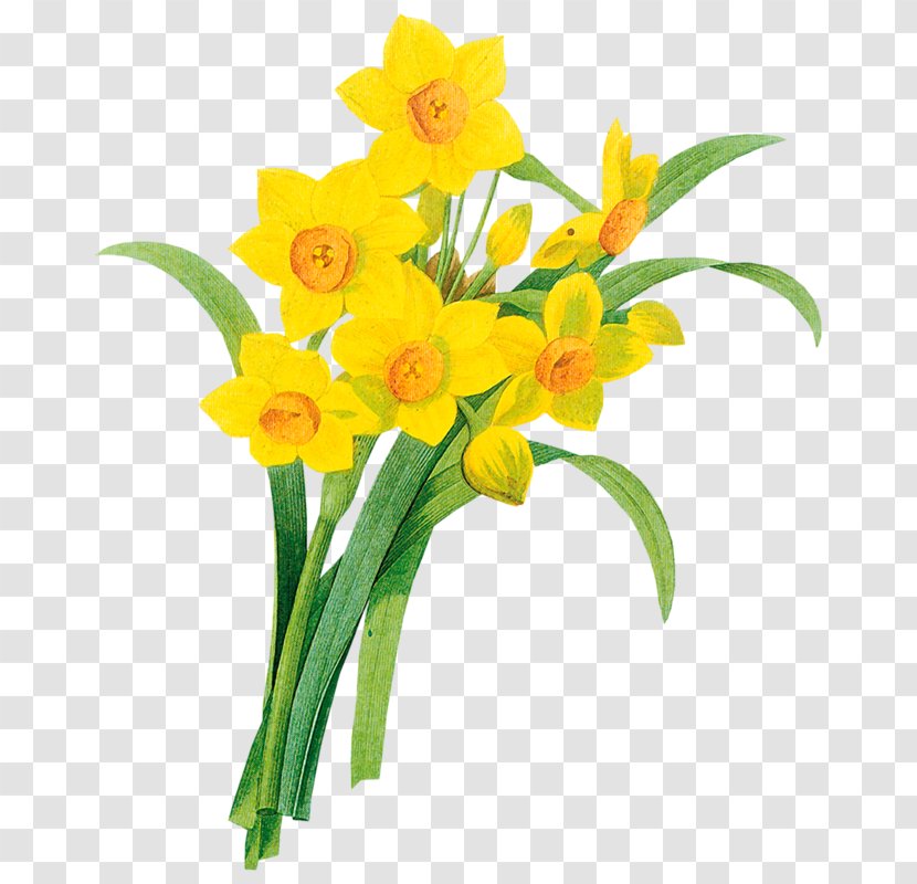 Daffodil Clip Art - Flower - Plant Stem Transparent PNG