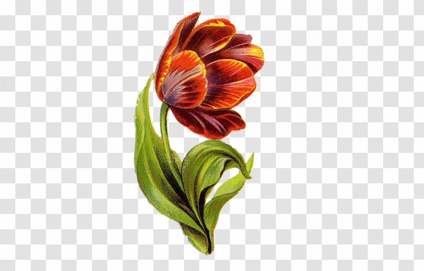 Flower Lilium Illustration - Lily Painting Transparent PNG