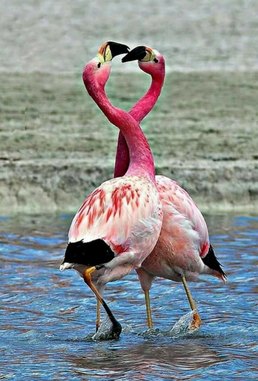 Lake Nakuru Plastic Flamingo Greater Bird - Phoenicopteriformes Transparent PNG